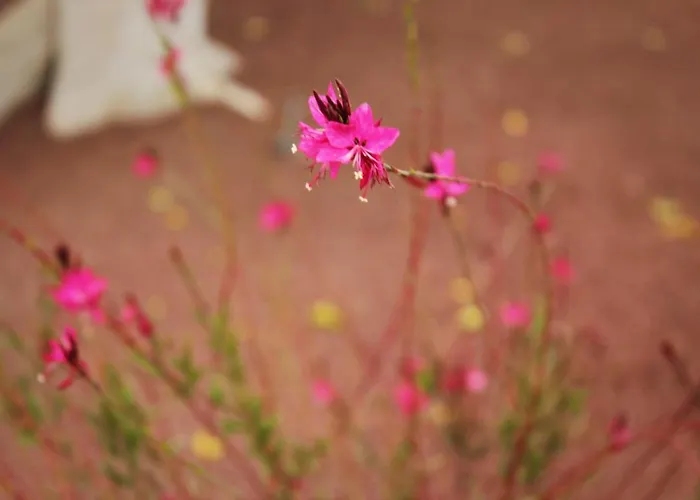 Apartment Apartamento Playa Blanca